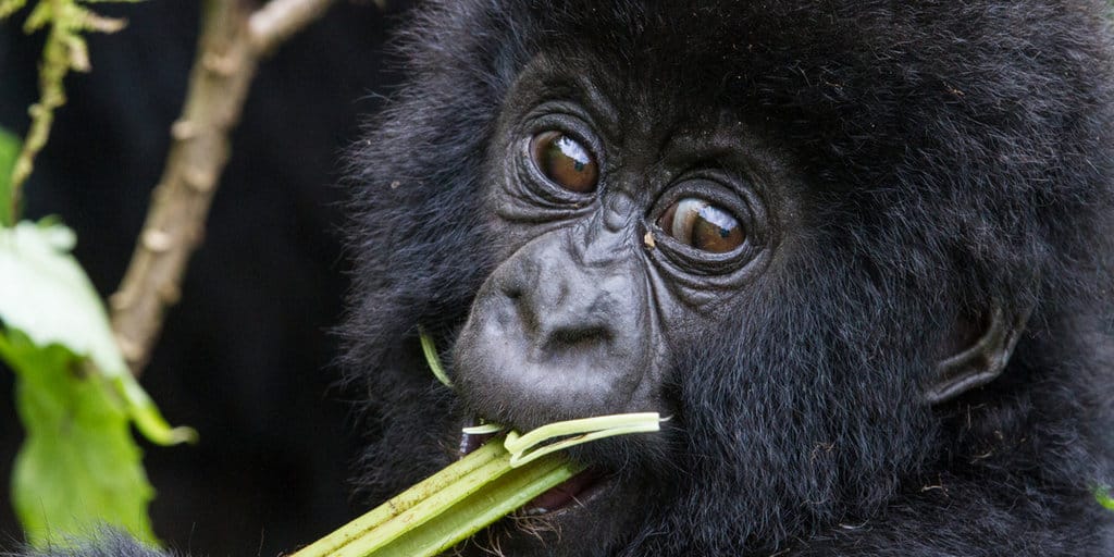 safari-in-rwanda-Virunga_01