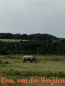 Amboseli neushoorn