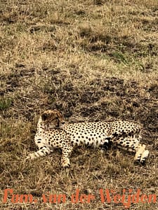 Cheetah Masai