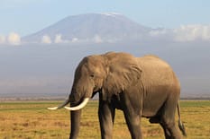 olifant_kilimanjaro