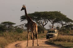 giraffe_op_de_weg
