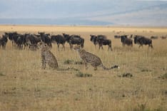 gnoes_met_jachtluipaarden