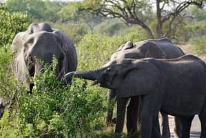 safari-in-kenia-review-gonny-1