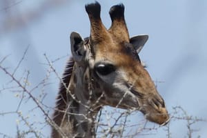 safari-in-kenia-review-gonny-2