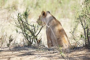 safari-in-kenia-review-gonny-3