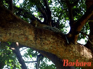 safari-in-kenia-barbara_03