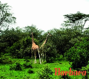 safari-in-kenia-barbara_05