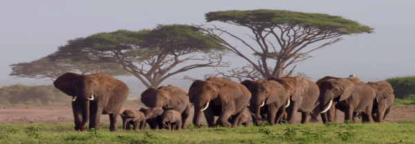 safari-in-kenia-amboseli-elephants_01