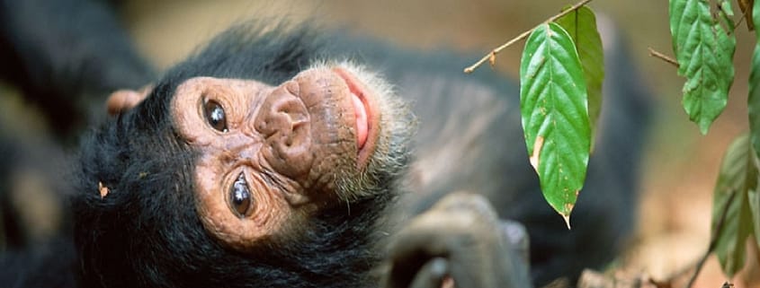 chimpansee Ngyungwe bos 2
