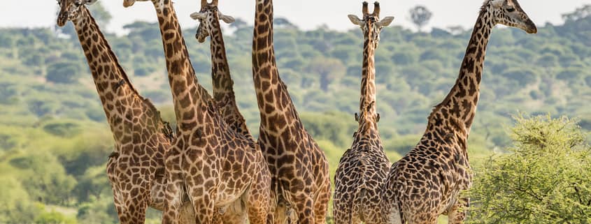 safari-in-afrika-Giraffes, Tarangire, Tanzania