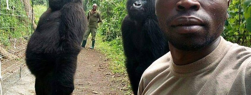 Gorilla Selfie Virunga