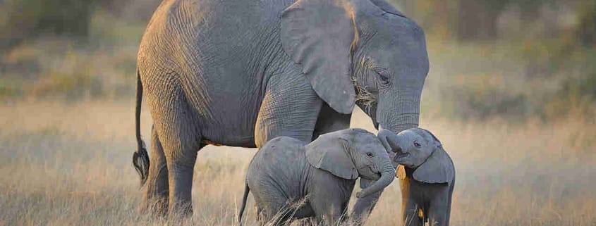safari-in-kenia-olifant-met-jong safari-in-kenia-olifant-met-jong