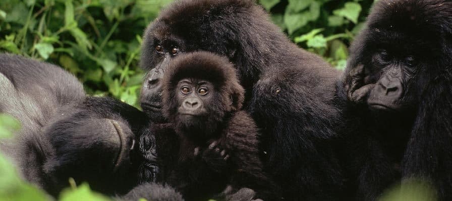 safari-in-rwanda-Virunga_04