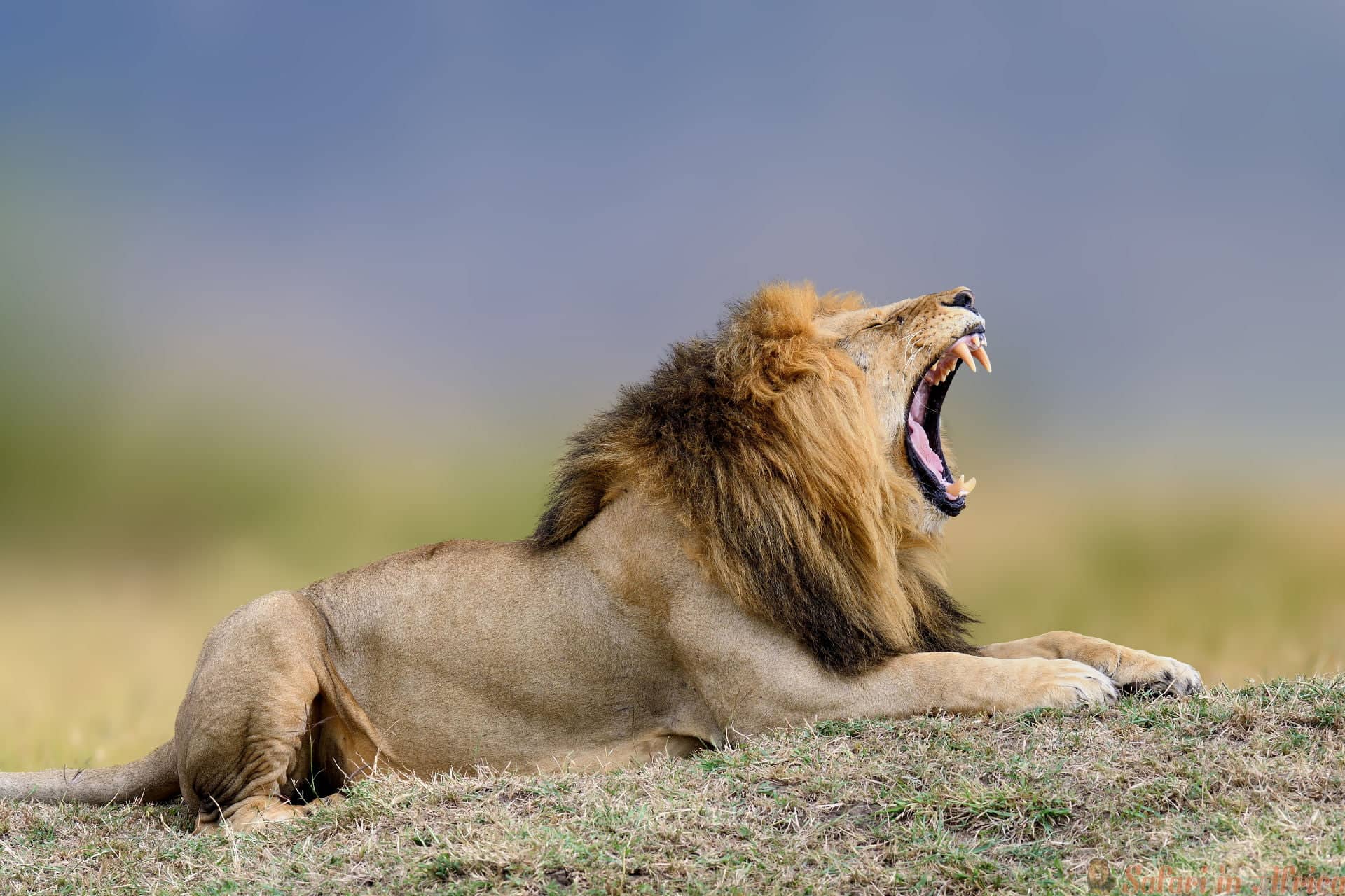 africaanse-brullende-leeuw-masai-mara-nationaal-park