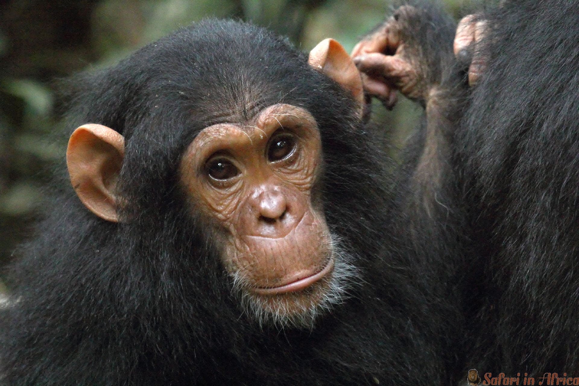 baby-chimpansee-gombe