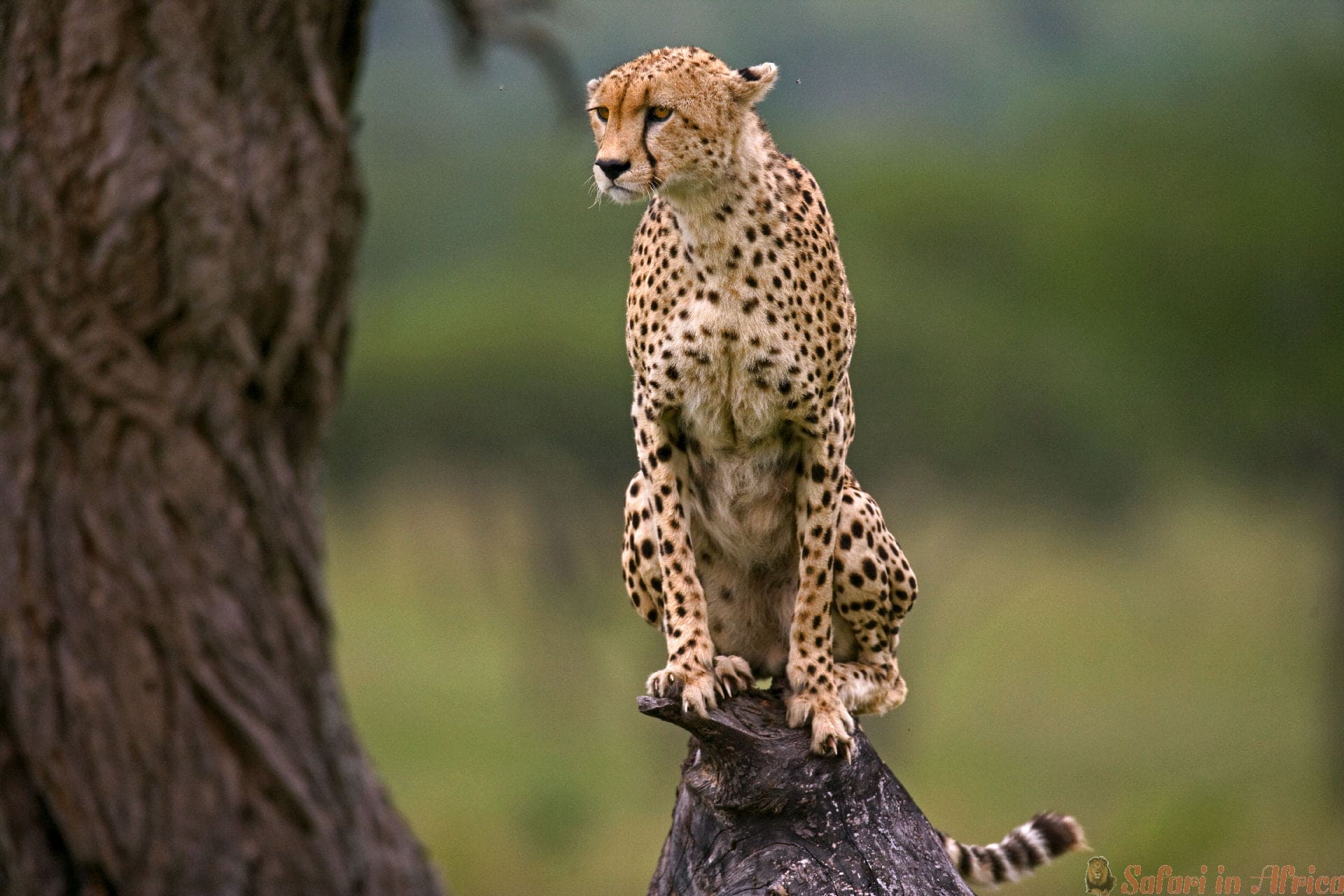 jachtluipaard-zit-op-boom-serengeti-nationaal-park