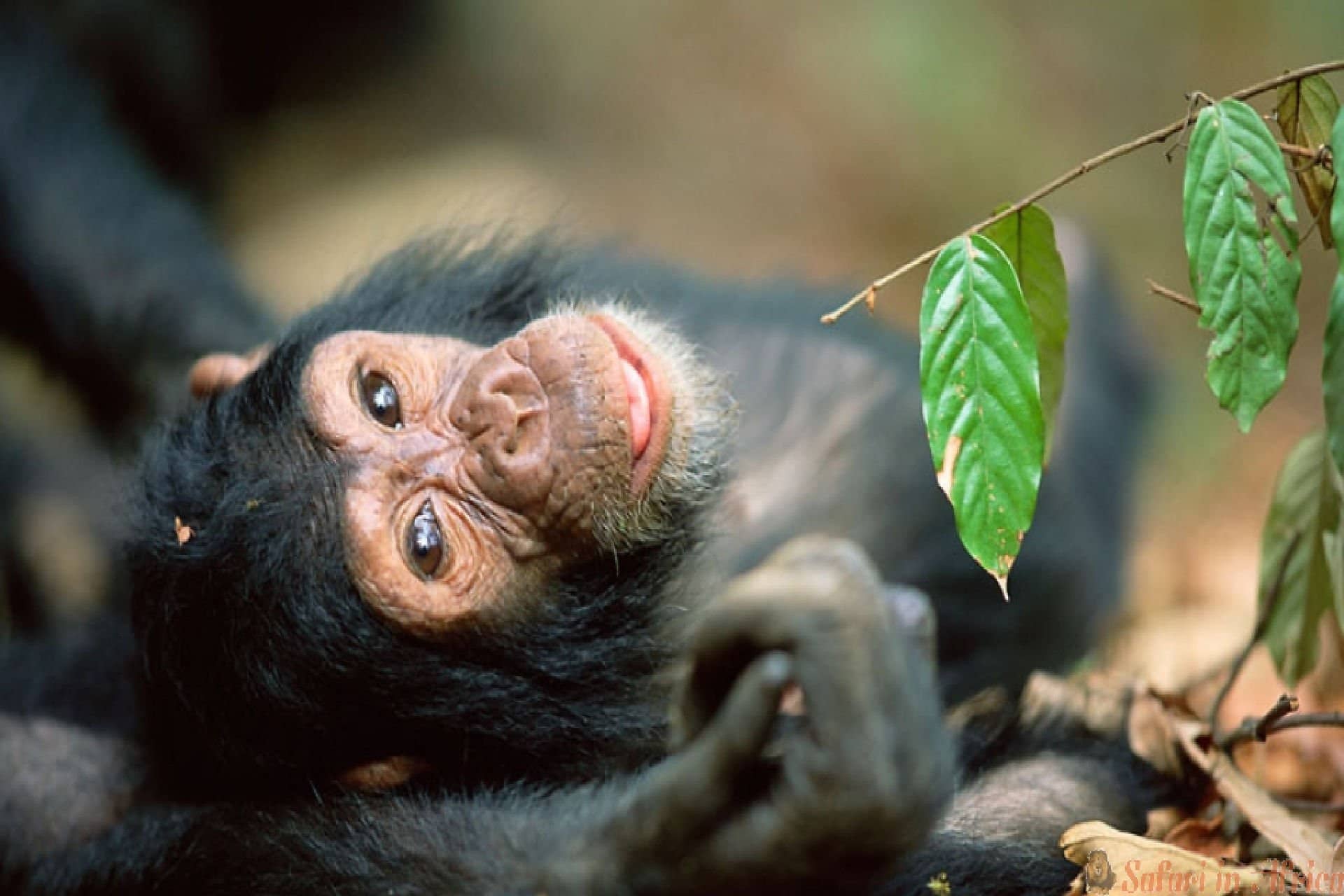 chimpansee-ngyungwe-forest