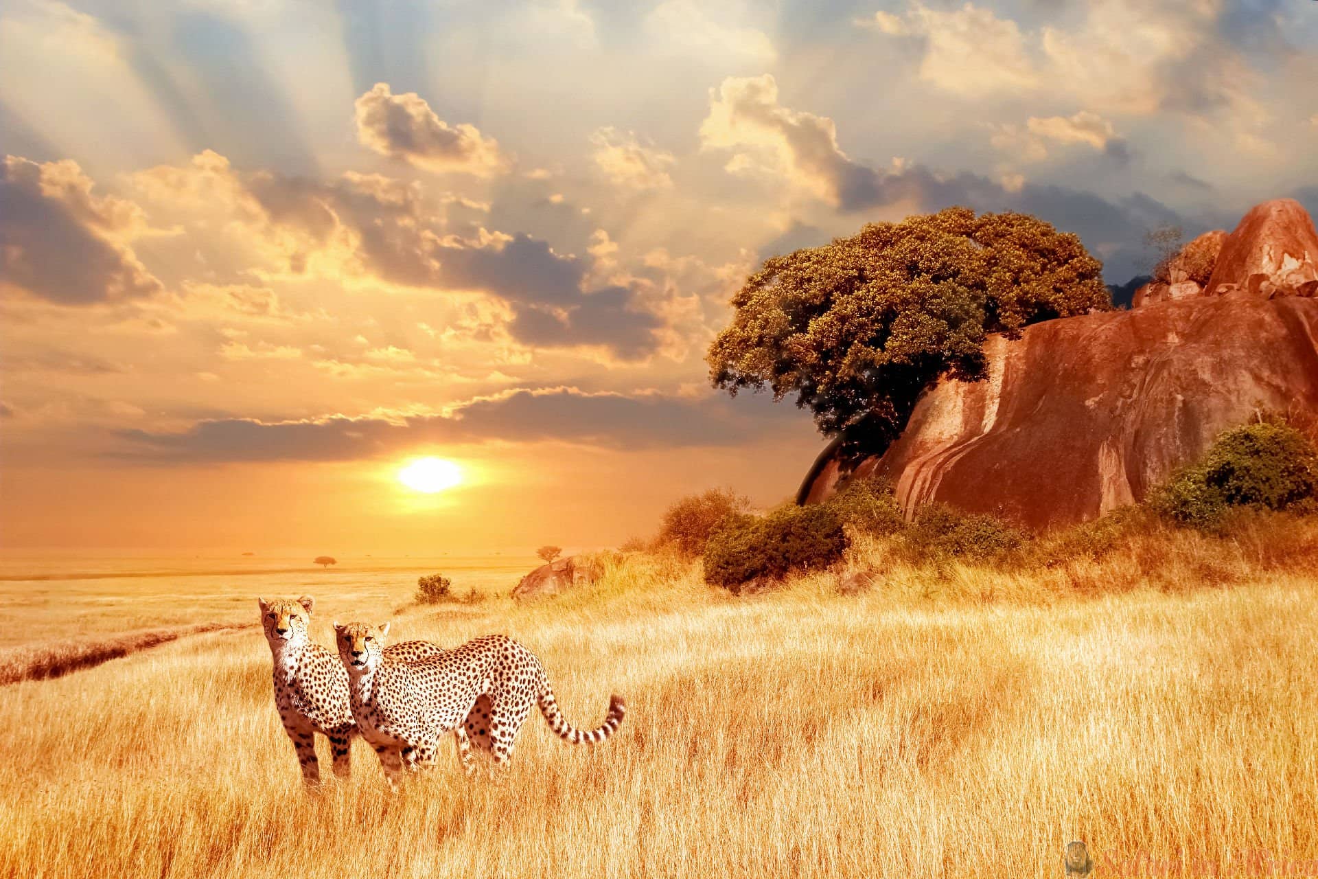 cheetahs-in-de-afrikaanse-savanne-tegen-de-achtergrond-van-een-prachtige-zonsondergang-nationaal-park-serengeti-tanzania