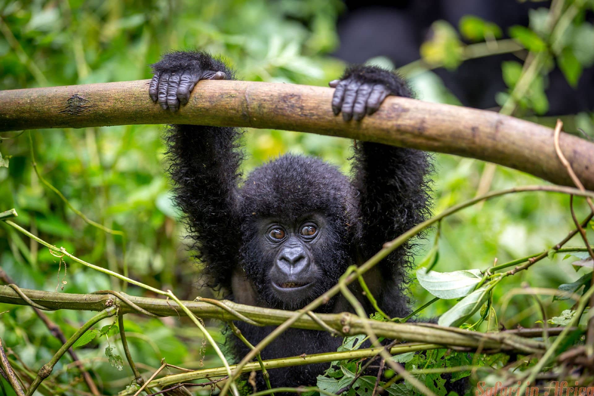 Een babygorilla in het Virunga National Park, het oudste nationale park in Afrika. DRC, Centraal-Afrika