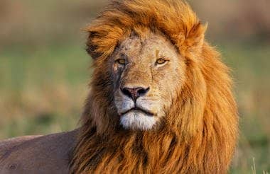 safari-in-kenia_masai-mara_01