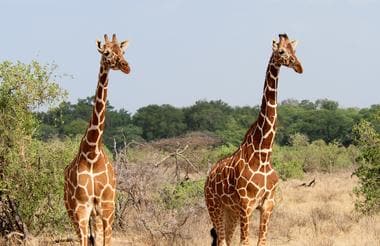 safari-in-kenia_samburu_01