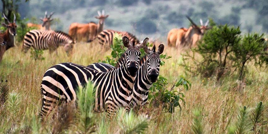 safari-in-rwanda_akagera-national-park_10