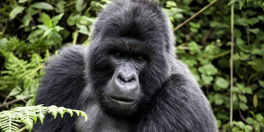 safari-in-rwanda_muzane_05