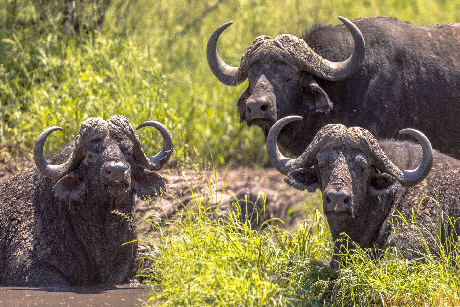 afrikaanse buffels in bad