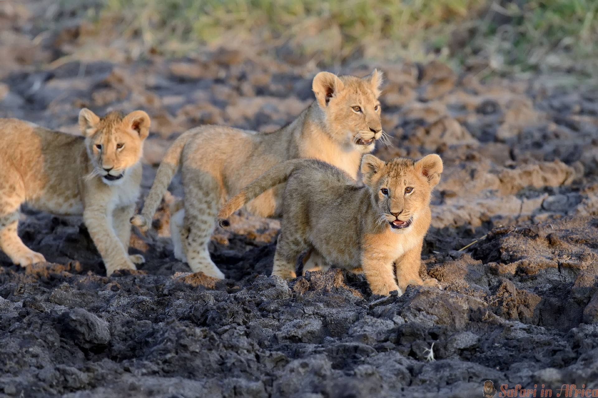 afrikaanse leeuwen jong