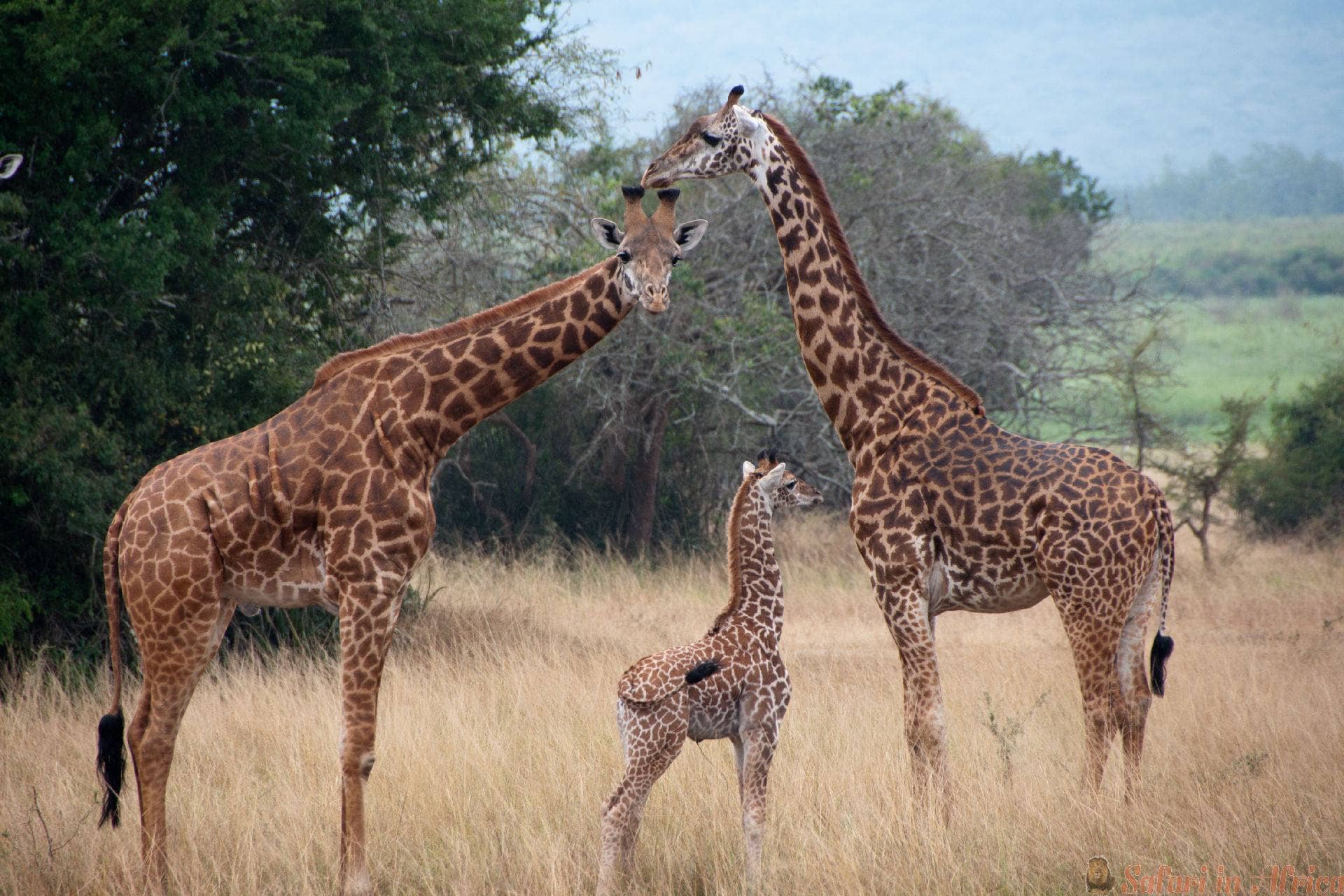 giraffen-in-akagera-nationaal-park-rwanda