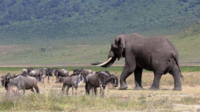 safari-in-tanzania-ngorongoro-region_02