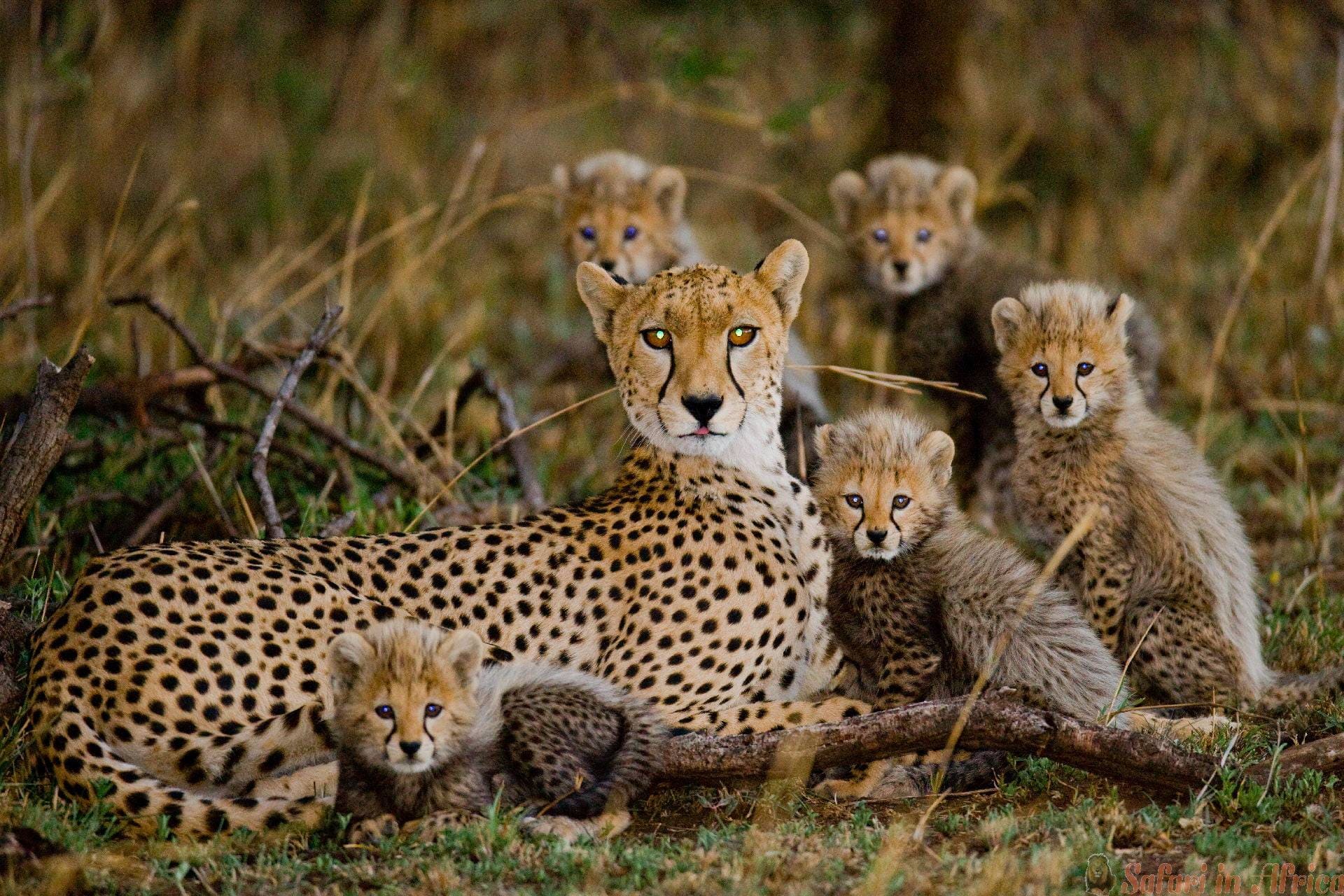 cheetah-met-jongen-serengeti-nationaal-park