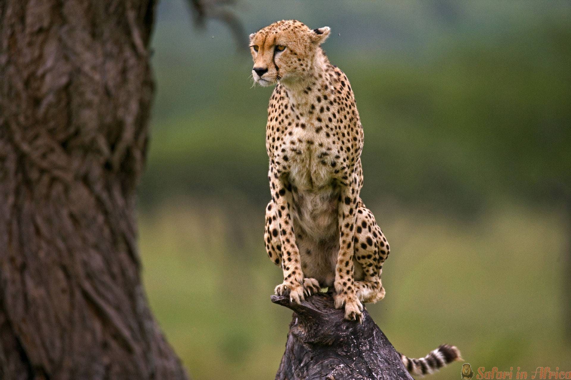 jachtluipaard-zit-op-boom-serengeti-nationaal-park