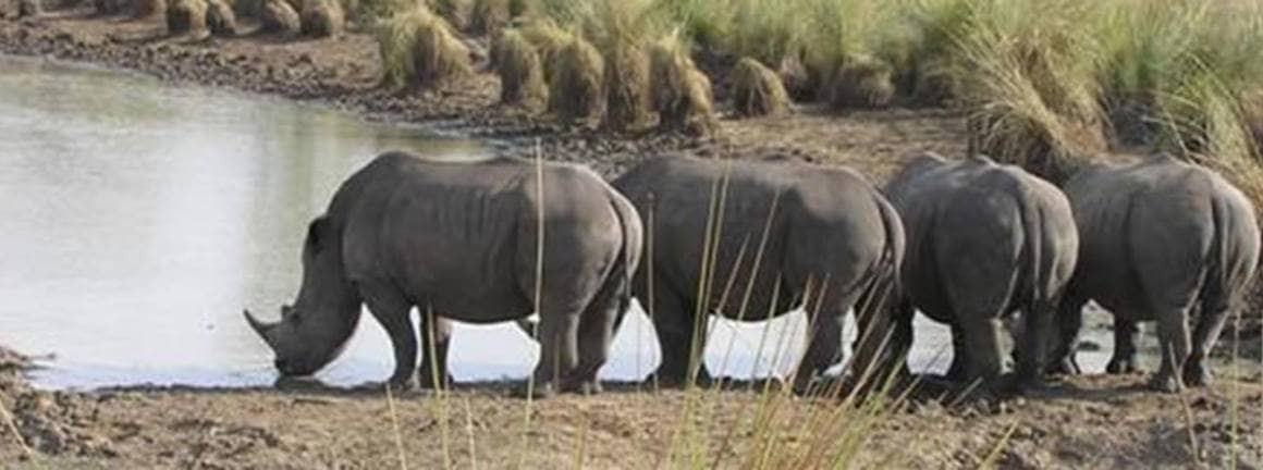 safari-in-oeganda-ziwa-rhino-and-wildlife-ranch_01