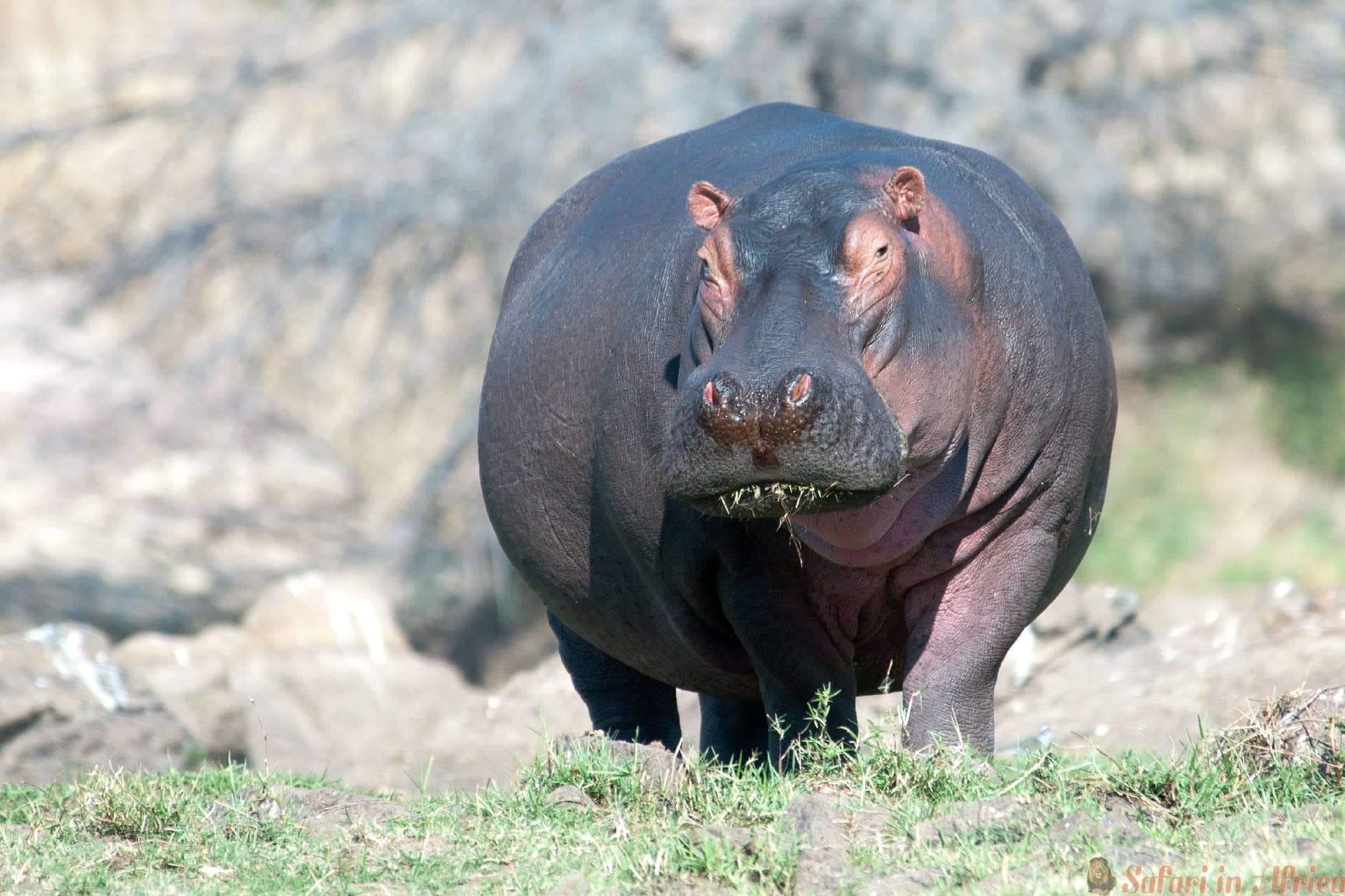 Een enorm mannelijk nijlpaard dat graast aan de oevers van de machtige Ruaha-rivier. Ruaha Nationaal Park