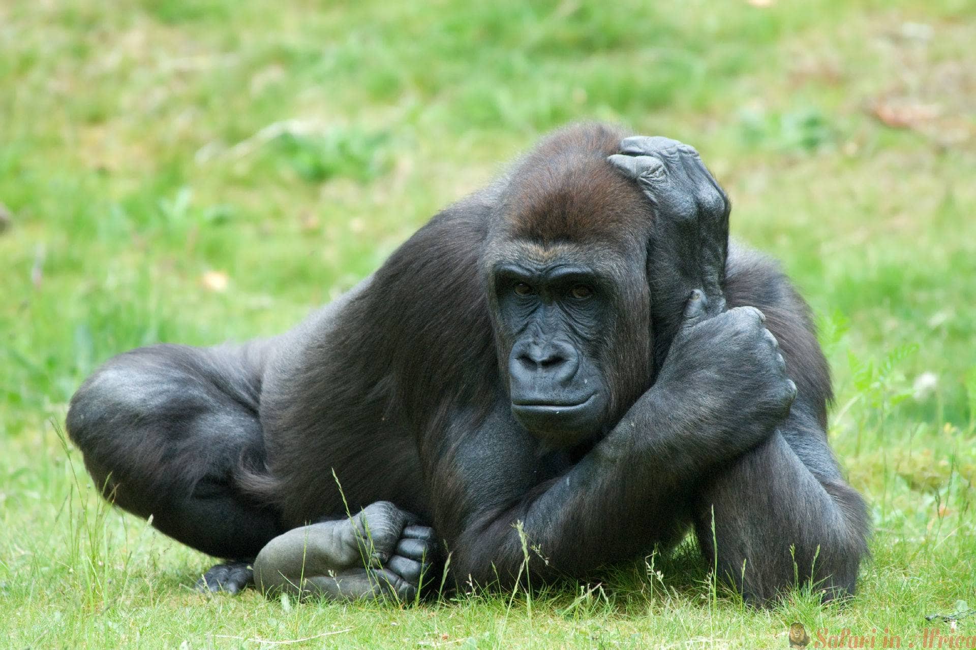 vrouwelijke-gorilla-oeganda