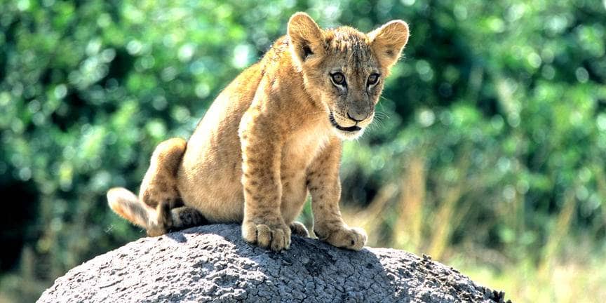safari-in-oeganda-zuid queen-elizabeth-national-park_04