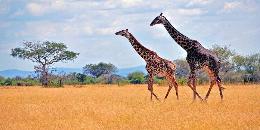 safari-in-tanzania-arusha_04
